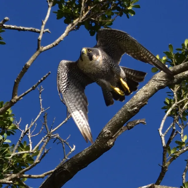 野鳥の写真