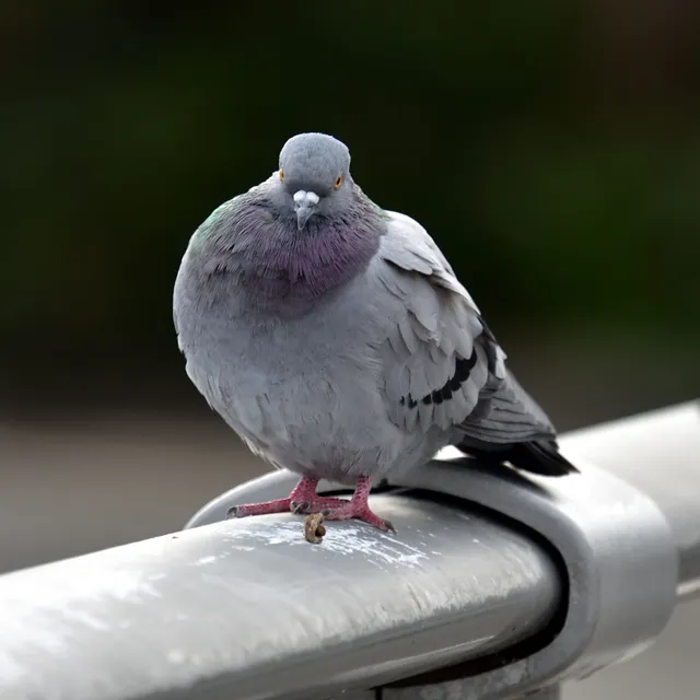 野鳥の写真