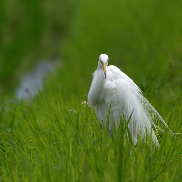 野鳥の写真