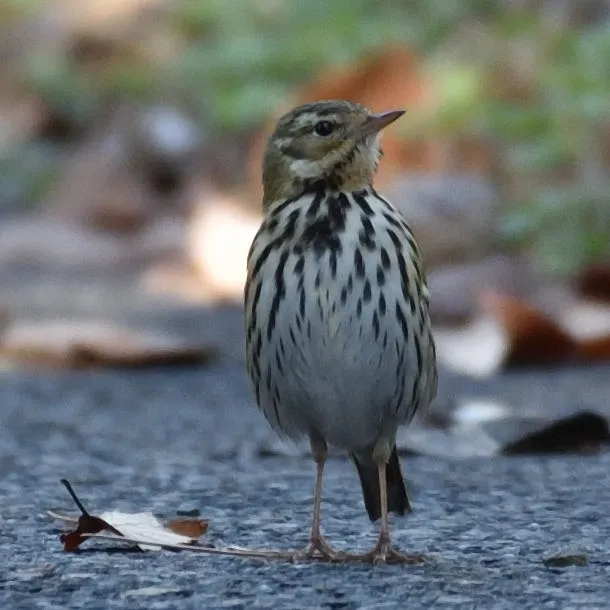 野鳥の写真