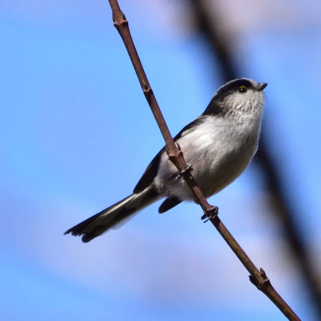 野鳥の写真