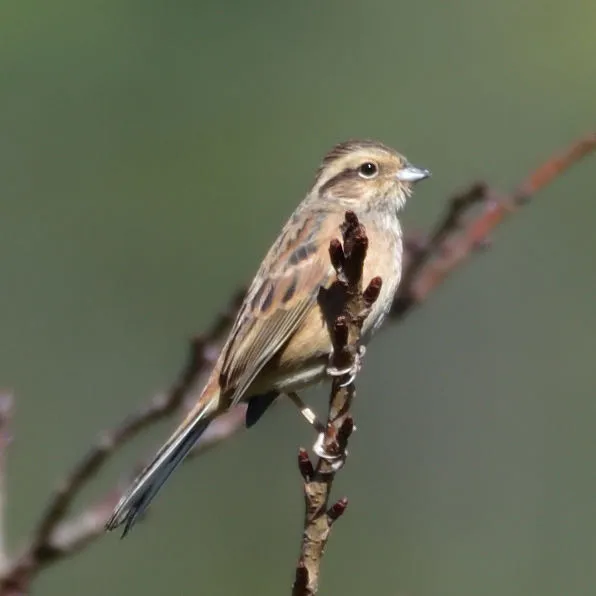 野鳥の写真