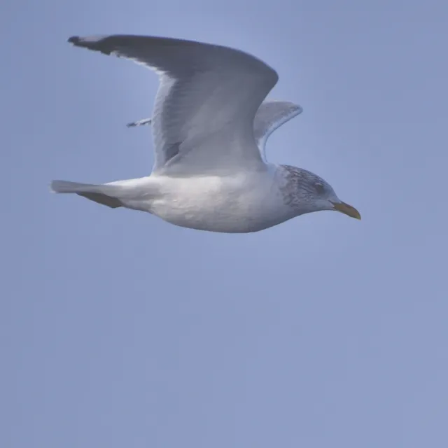野鳥の写真