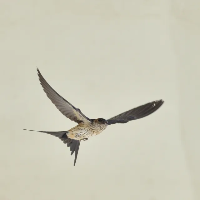 野鳥の写真