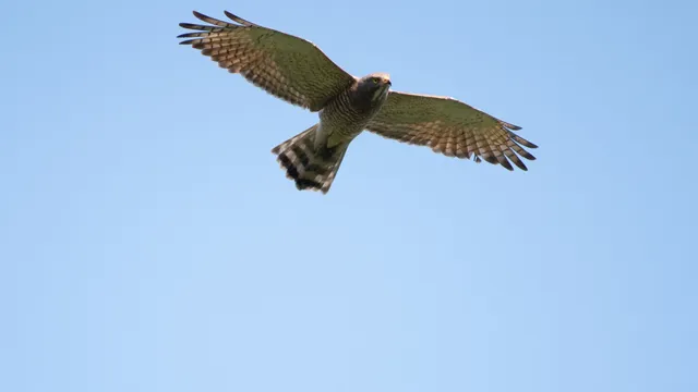 野鳥の写真