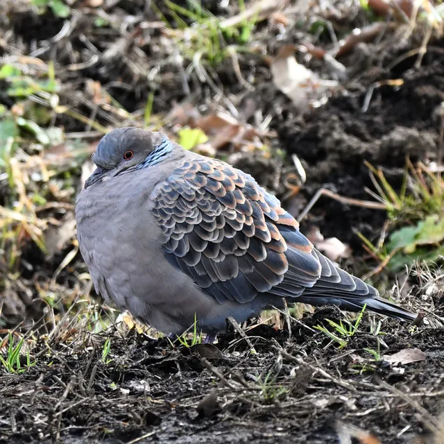 野鳥の写真