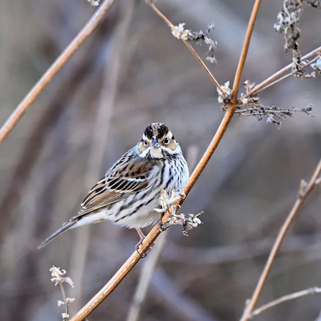 野鳥の写真
