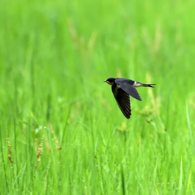 野鳥の写真