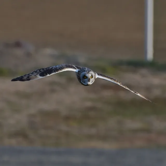 野鳥の写真