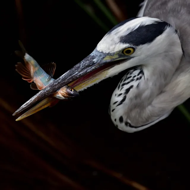 野鳥の写真