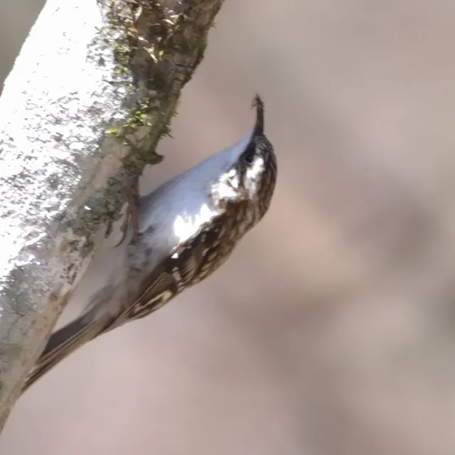 野鳥の写真