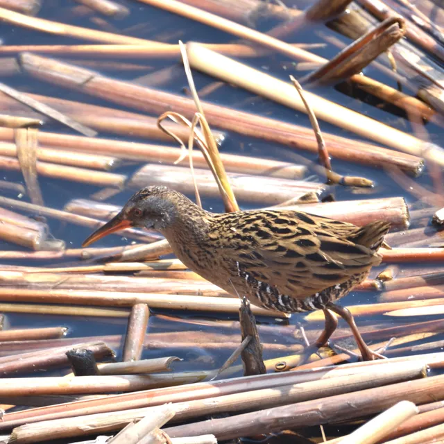 野鳥の写真