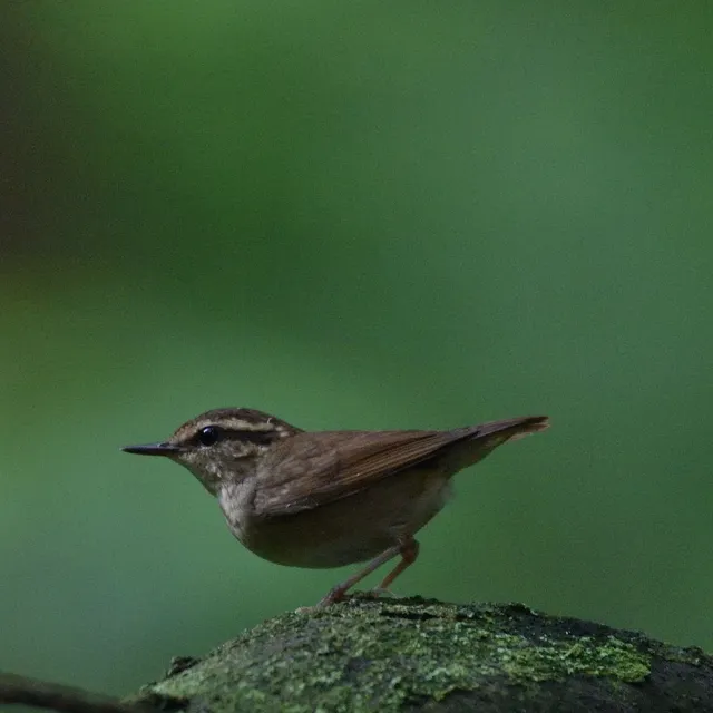 野鳥の写真