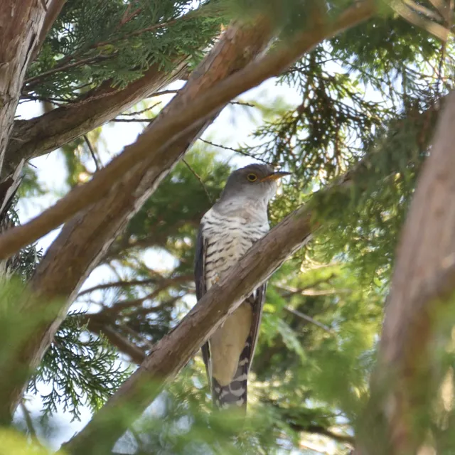 野鳥の写真