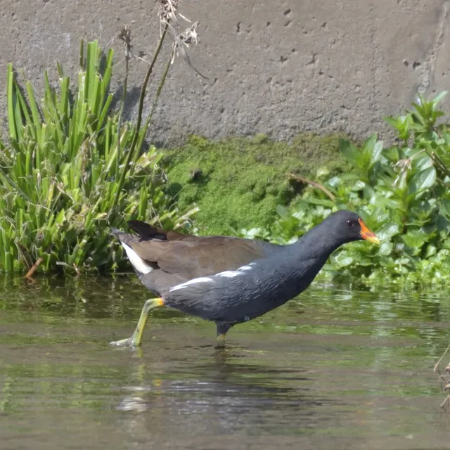 野鳥の写真