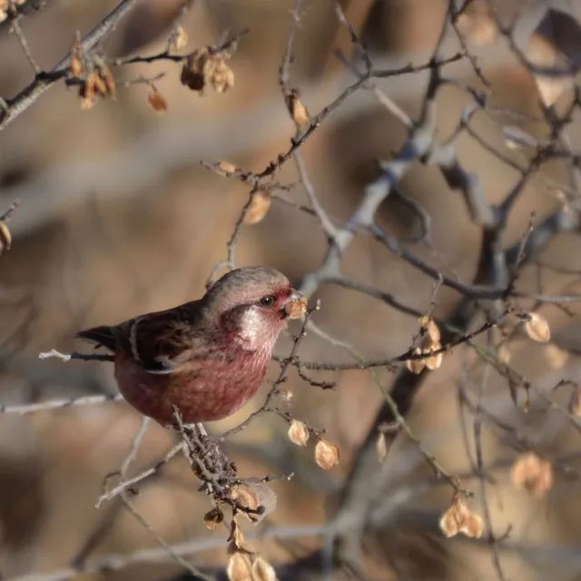 野鳥の写真