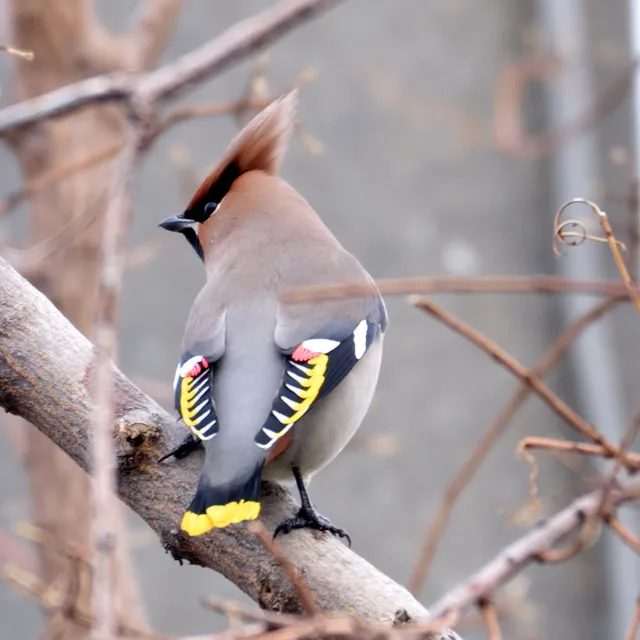 野鳥の写真
