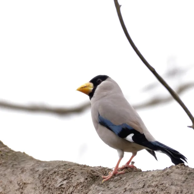 野鳥の写真