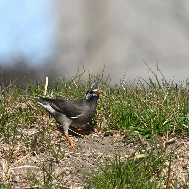 野鳥の写真