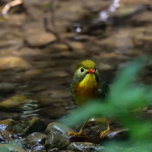 野鳥の写真