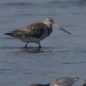 野鳥の写真