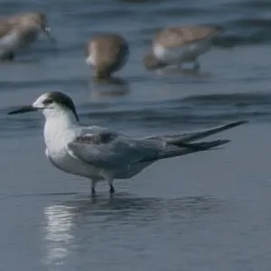 野鳥の写真