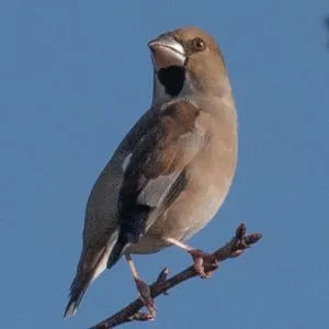 野鳥の写真