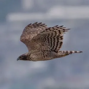野鳥の写真