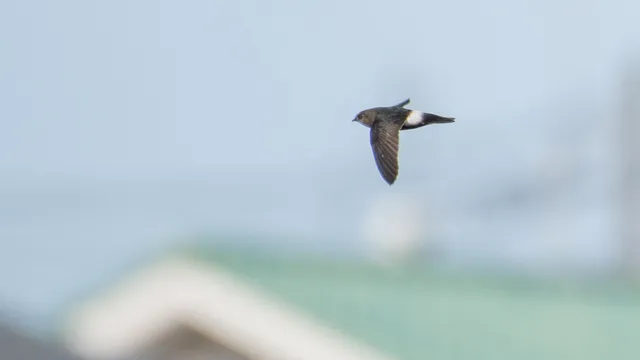 野鳥の写真