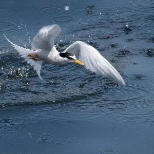 野鳥の写真