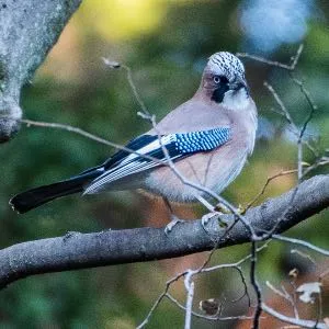 野鳥の写真