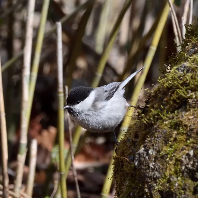 野鳥の写真
