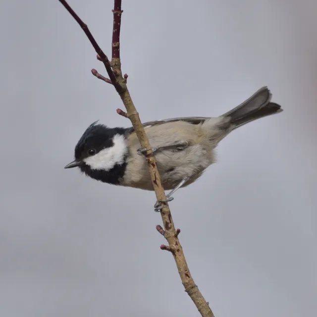 野鳥の写真