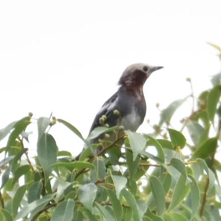 野鳥の写真