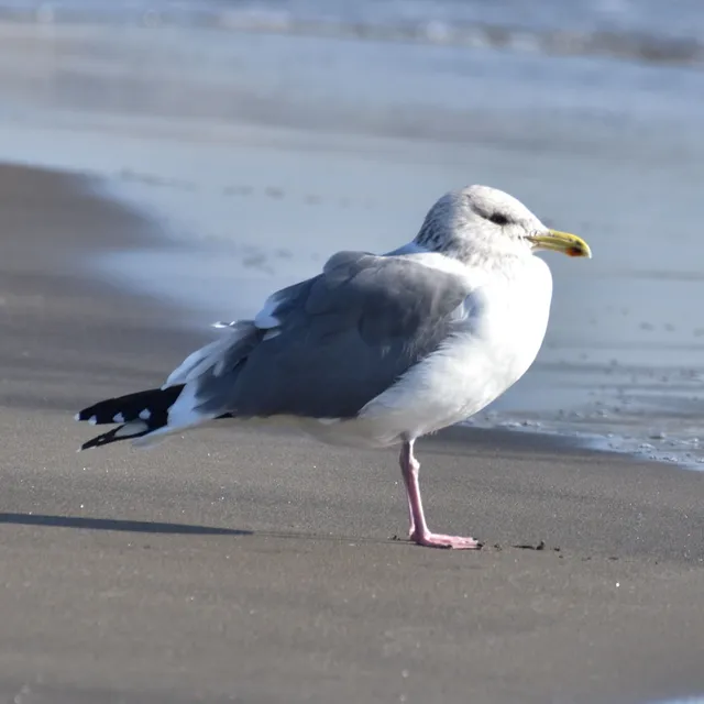 野鳥の写真
