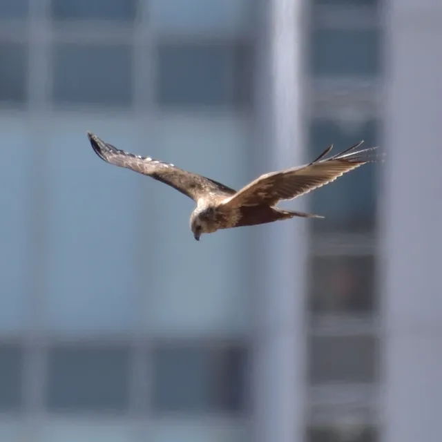 野鳥の写真
