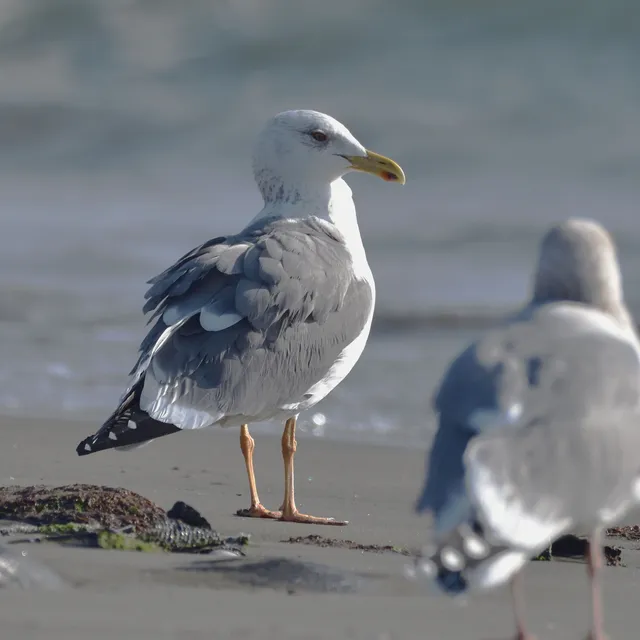 野鳥の写真
