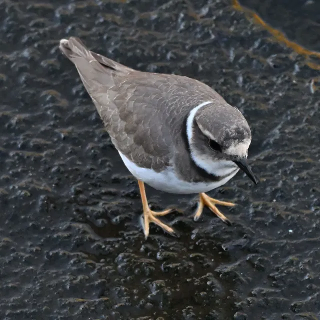 野鳥の写真