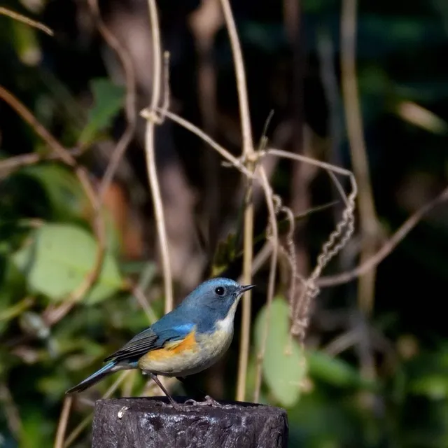 野鳥の写真