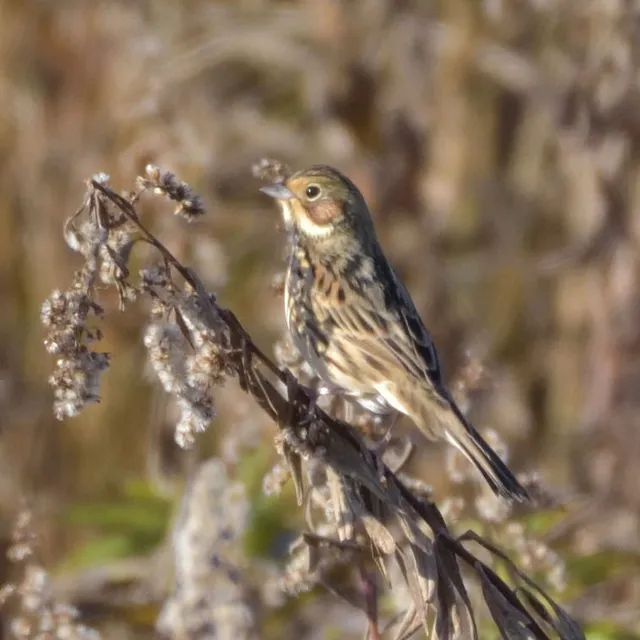 野鳥の写真