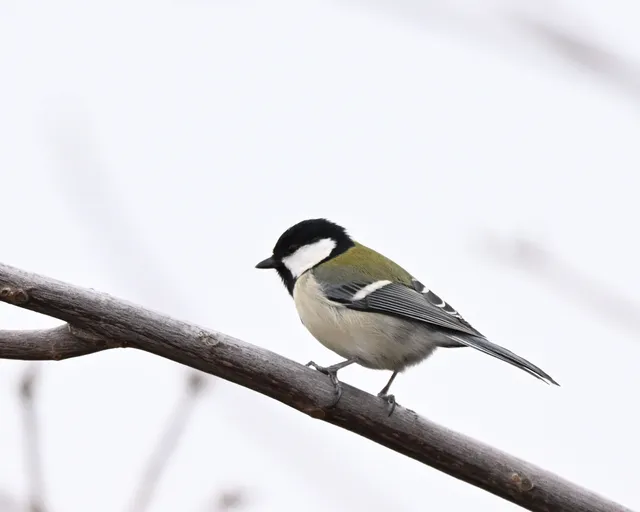 野鳥の写真