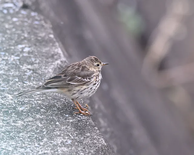 Species Image
