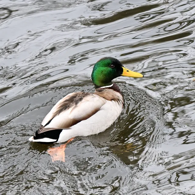 野鳥の写真