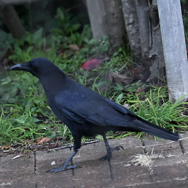 野鳥の写真