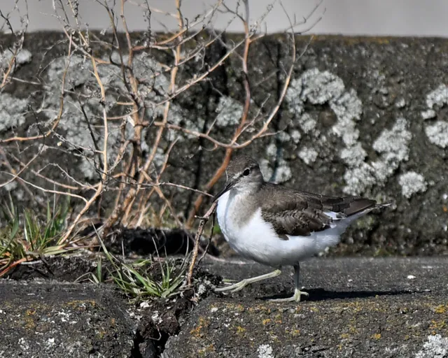 野鳥の写真