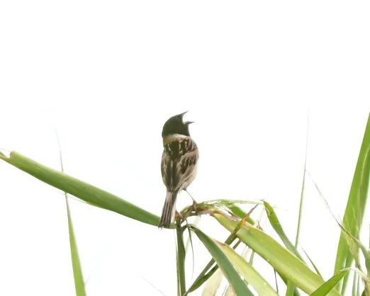 野鳥の写真