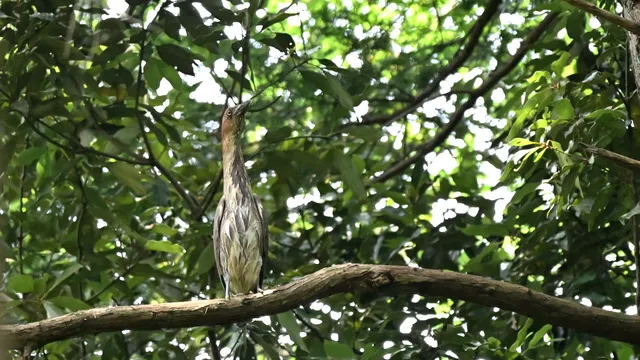 野鳥の写真