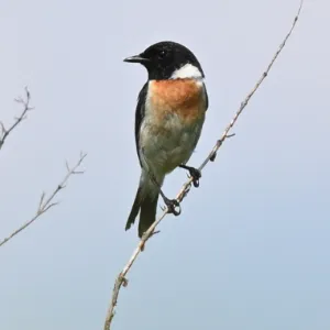 野鳥の写真