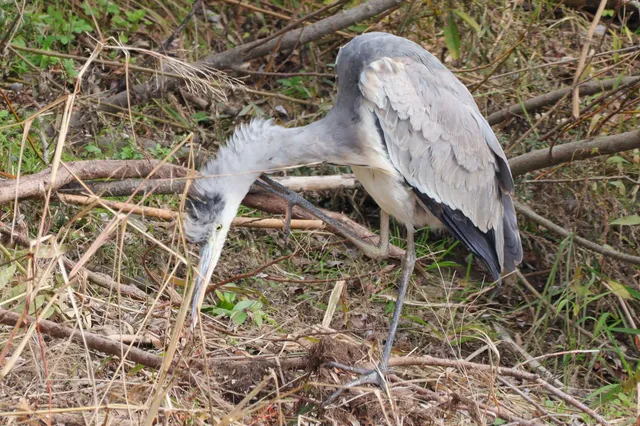 Species Image