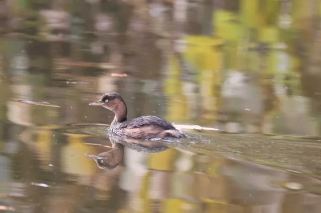 Species Image